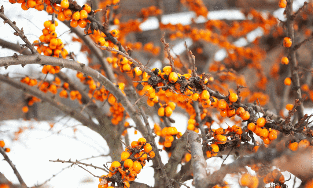 チャツァルガンの写真